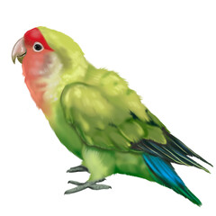 watercolor parrot. a green lovebird with a red head. Watercolor illustration of a bird. realistic parrot