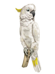 Sulphur-crested cockatoo. White parrot watercolor illustration. Realistic bird © NNclipart