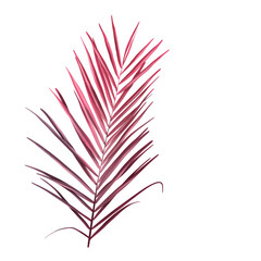 Watercolor pink palm leaf. Tropical foliage isolated 