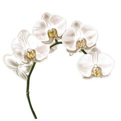 watercolor white orchid. Phalaenopsis is a realistic tropical flower - obrazy, fototapety, plakaty