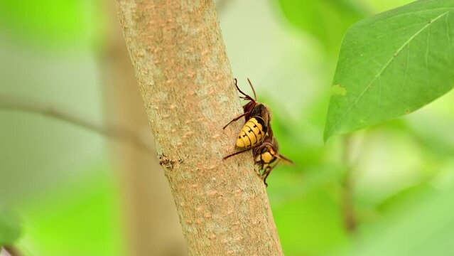 European hornets eating and foraging bark and sap of Lilac branch 