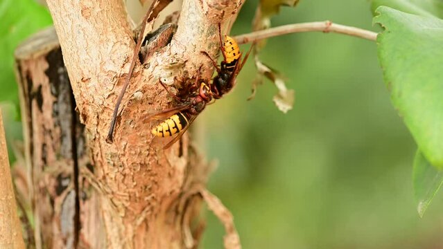 European hornets eating and foraging bark and sap of Lilac branch 