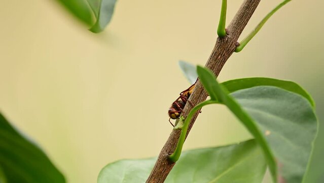 European hornets eating and foraging bark and sap of Lilac branch 