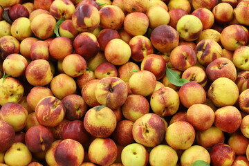 Vegetables and fruits are sold at a bazaar in Israel.
