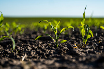 Close up of a organic young green cornstalk in a cornfield.
