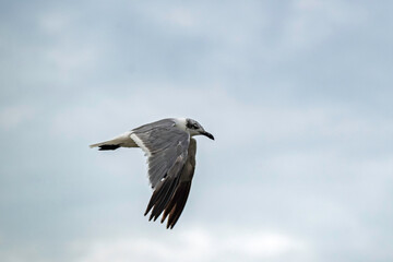 Laughing Gull flying, showing top of wing, overcast sky, copy space.