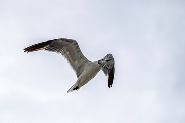 Laughing Gull in flight, showing underside of wing, overcast sky, copy space.