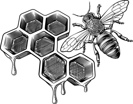 Honey Bumble Bee and Honeycomb Vintage Drawing