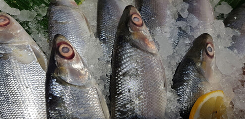 fresh milkfish or Chanos chanos or Chanidae, Cretaceous, tautonym, awa, ava, bandeng, bolu, in the market - obrazy, fototapety, plakaty