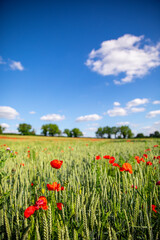 Paysage de campagne et coquelicot dans les champs au printemps.