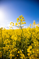 Obraz premium Chap de colza jaune dans un paysage agricole en France.