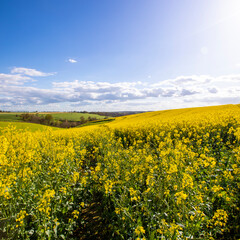 Fototapeta premium Champ de colza en campagne avant les moisson de l'été.