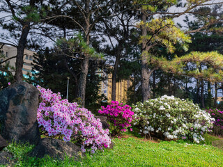 Night view of the Rhododendron blossom in National Chiang Kai-shek Memorial Hall