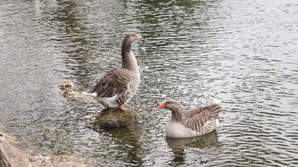 Pato en un lago