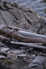 Driftwood by the cliffs