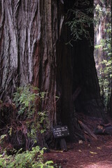 Redwood with trail sign