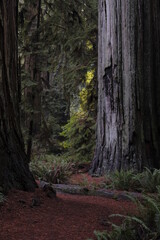 Redwood tree with red pine path