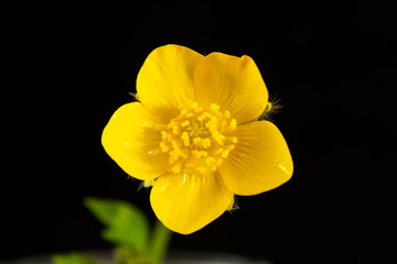 Fototapeta na wymiar Yellow Flower taken with macro lens in a light box with black background. High detail and resolution.