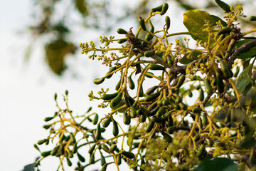 Buds of new leaves, flowers and baby fruit of an avocado tree