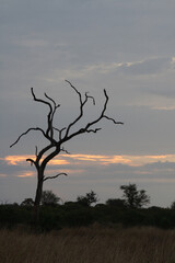 Obraz premium Sonnenuntergang Krüger Park Südafrika / Sundown Kruger Park South Africa /