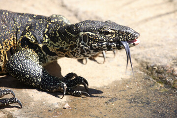 Nilwaran / Nile Monitor / Varanus niloticus