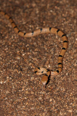 Getigerte Katzennatter / Common tiger snake / Telescopus semiannulatus semiannulatus