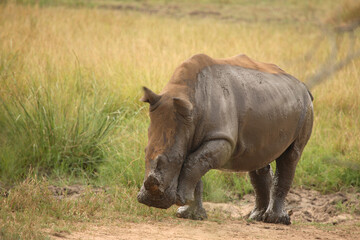 Fototapeta premium Breitmaulnashorn / Square-lipped Rhinoceros / Ceratotherium Simum