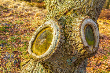 Wood Branch Tree Sawed Off Trunk On Forest Deciduous Ground. - obrazy, fototapety, plakaty