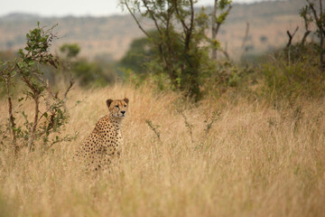 Gepard / Cheetah / Acinonyx jubatus © Ludwig