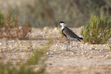 Spur winged lapwing