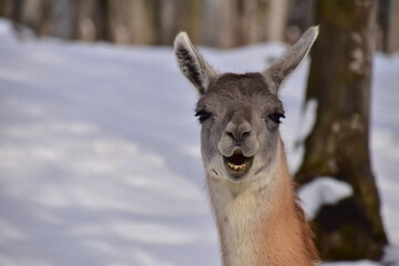 Obraz premium white deer