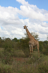 Giraffe / Giraffe / Giraffa Camelopardalis