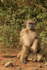 B&auml;renpavian / Chacma Baboon / Papio ursinus.