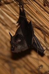 Obraz premium Kaphufeisennase / Cape horseshoe bat / Rhinolophus capensis