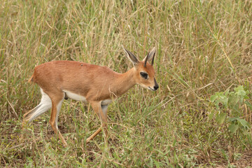 Afrikanischer Steinbock / Steenbok / Raphicerus campestris