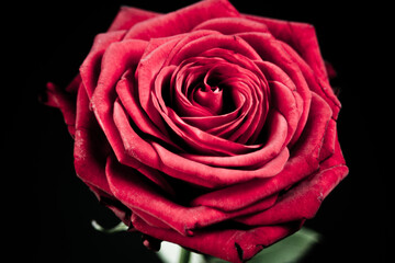 Rote rose