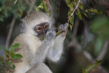 Grüne Meerkatze / Vervet Monkey / Cercopithecus aethiops .