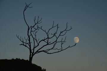 L'albero della Luna