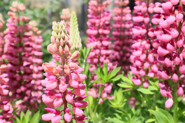 Pink lupine flowers in the garden
