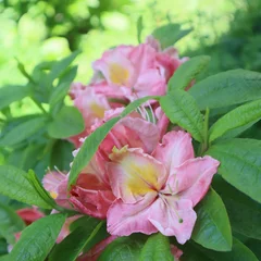 Crédence de cuisine en plexiglas Azalée Pink flowers azalea garden rhododendron 