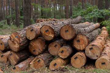 pine forest with harvested firewood lying in the forest. Logging of firewood for winter