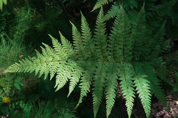 fern in the forest