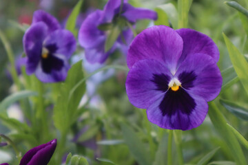 Purple flowers Wittrock Violet in the garden

