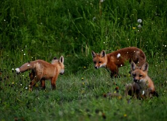 Young foxes in a field, Sainte-Apolline, Québec, Canada