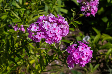 Obraz premium Pink summer phlox, Panicled phlox. Flowers in the garden. Idea for cards, congratulations, invitations, posters and birthday decorations