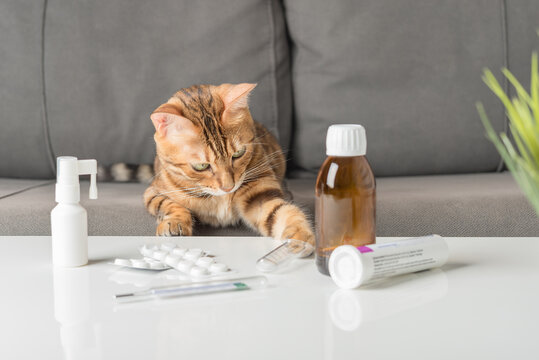 A cat with a cold or flu sits on a sofa near a table with medicines.