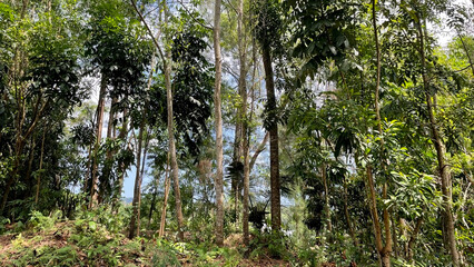 trees and dry leaves in the water reflection