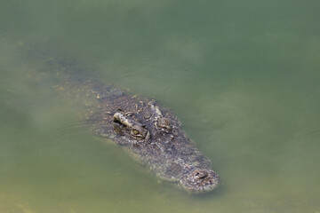 Close up big head crocodile is show head in river