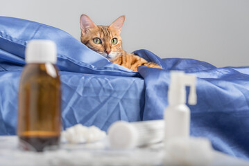 A domestic cat infected with a cold or flu lies in bed.