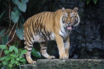 Close up bengal tiger is beautiful animal and dangerous in forest